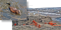 Photo of a muskrat and spray-painted burrows in a breached embankment. Cover of the Animal Manual.