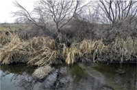 Photo of overgrown vegetation hiding pipe and other obstructions. Cover of the Vegetation Manual.