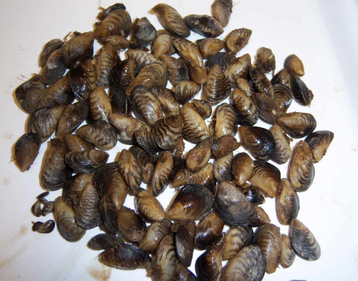 The quagga mussel is an invasive species that poses a substantial threat to water resources. Photo by S. Pucherelli, Bureau of Reclamation.