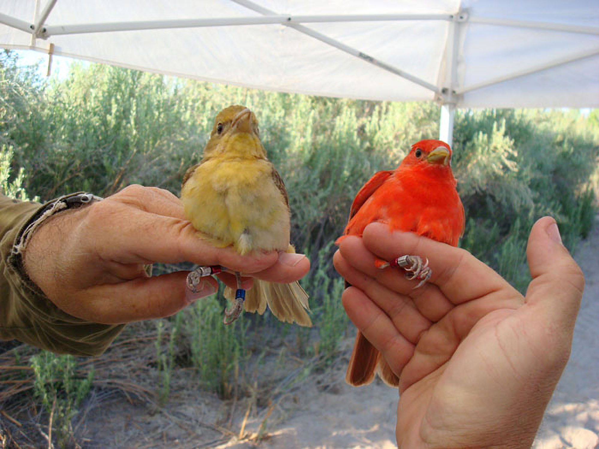 A pair of color banded summer tanagers at Beal Restoration Site, within Havasu National Wildlife Refuge, near Needles, California.  Photo by Bureau of Reclamation.
