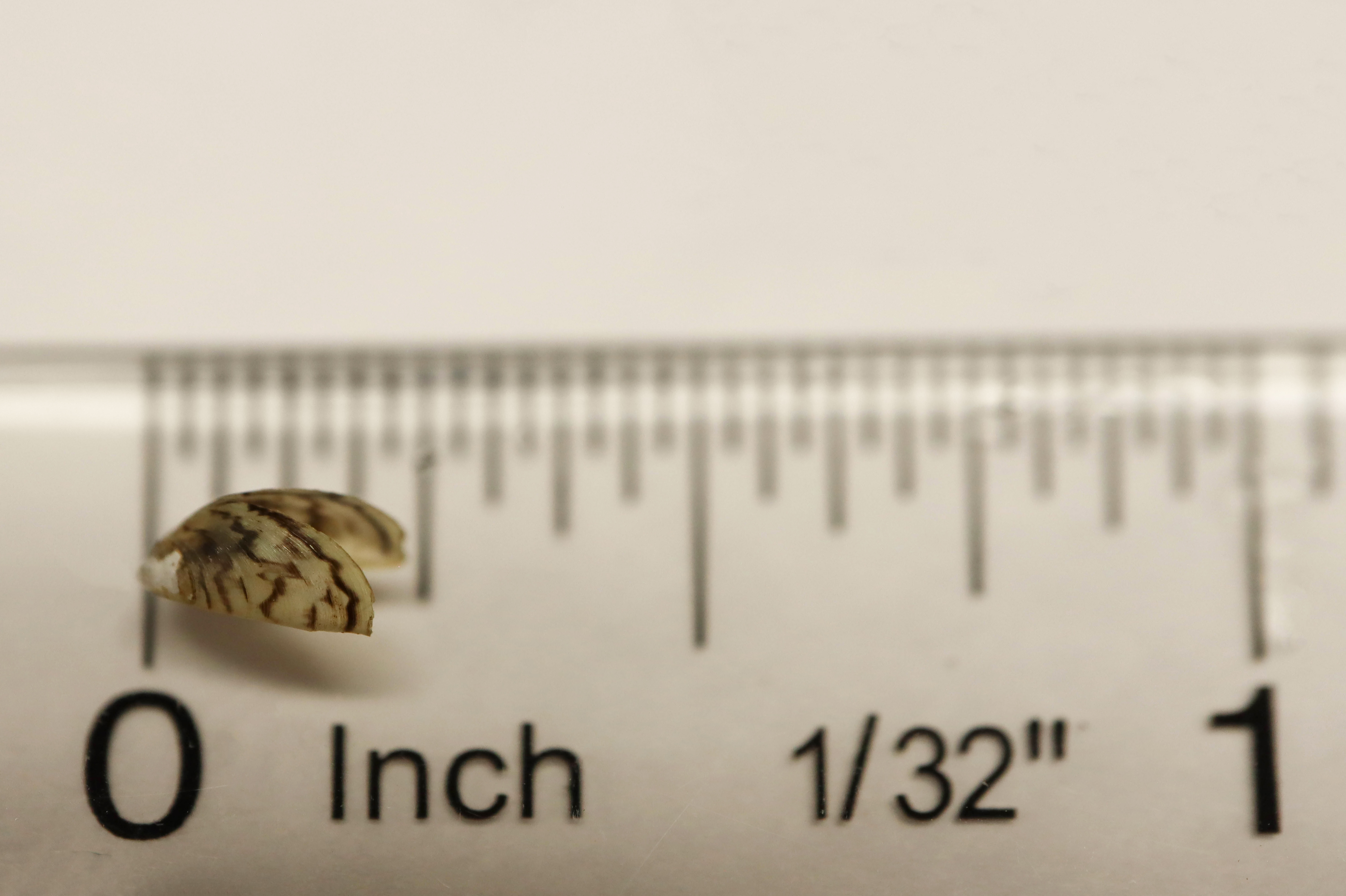 Individual zebra mussel on a ruler. The mussel is 1/4-inch long.