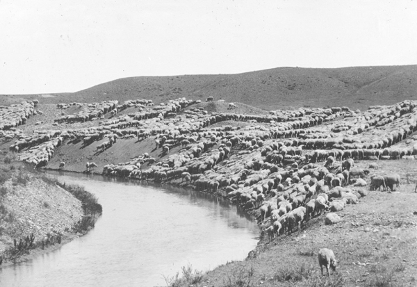 Sheep along Hunley Project in the Early Days