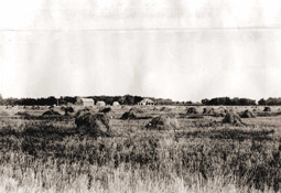 This 1915 photo shows a typical harvest scene for small grains.