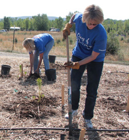 Reclamation employee volunteers plant pine trees.