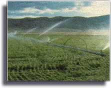 Photo showing a field being irrigated by large water sprinklers.