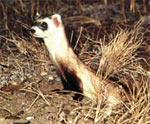 Black-footed ferret