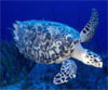 Hawksbill sea turtle