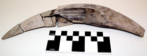 A canine tooth of a saber-toothed cat (Smilodon sp.) found at Lovewell Reservoir, Kansas.