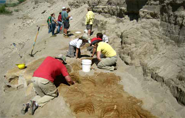 Uncovering of a myriad of mostly Proboscidean (mammoth or masta­don) footprints (foreground) near American Falls Reservoir, Idaho. The  effort was a cross-agency accomplishment, including employees from the Bureau  of Reclamation, Bureau of Land Management, U.S. Forest Service, and National  Park Service, as well as staff and students of Idaho State University and the  Idaho Museum of Natural History in Pocatello, Idaho.