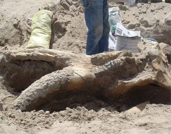 (June 2014) Excavation of a Stego Mastadon skull near  Elephant Butte State Park, New Mexico. The fossil is currently kept at the New  Mexico Natural History Museum.