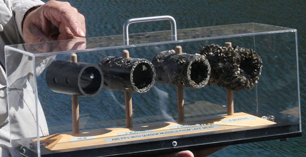 Illustration of quagga mussel damage to infrastructure at Lake Mead.