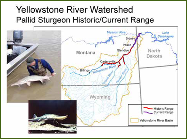 Yellowstone River Watershed Pallid Sturgeon Historic/Current Range.