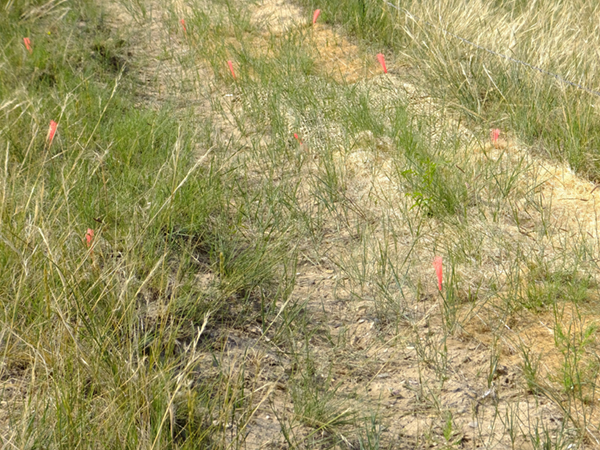 Native grasses are successfully growing through erosion control fabric on steep hillsides.