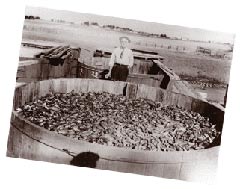 Pickling Cucumbers, South Dakota, circa 1930