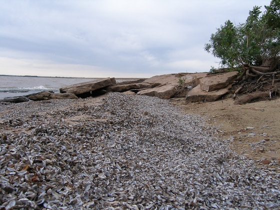 ZebraMussels-Sept16-2010CheneyDam-ASI