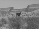 A buck standing in front of Pueblo Dam. Photo by Stanley Core.