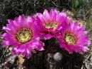 Cactus flowers on the lands surrounding Pueblo Dam, Fry-Ark Project. Photo by Stanley Core.
