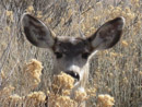 A deer below Pueblo Dam. Photo by Stanley Core.