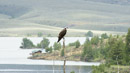 An osprey in a tree atop Green Mountain Dam with a nice view of Green Mountain Reservoir in the background. Photo by Charles Young.