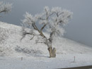A frozen cottonwood tree on the lands near Pueblo Reservoir. Photo by Stanley Core.