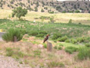 Red tail hawk near Pueblo Dam. Photo by Stanley Core.