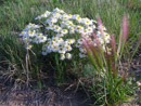 Wildflowers on the lands surrounding Pueblo Dam, Fry-Ark Project. Photo by Stanley Core.