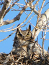 Great Horned Owl and baby enjoying the day at Lake Elwell.