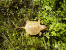 The rare and elusive albino painted turtle. This little fellow is the size of a quarter.