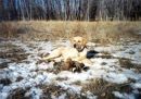 Indiana posing with ringneck pheasants after hunting at Glendo's Muddy Bay trail area.