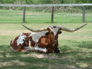 Texas Longhorn during review of WaterSMART construction projects in Lower Rio Grande Valley (LRGV).