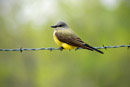 Western Kingbird perched on boundary fence of Jamestown Dam, Jamestown, ND.