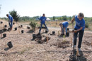 Reclamation employees plant trees at Riverfront Park near Billings, Mont.