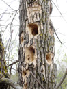 Tree hollowed out by woodpeckers at Jamestown Dam by Ken Lake.