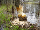 A beaver damaged tree at Jamestown Dam by Ken Lake.