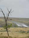 Osprey shown downstream of Tiber Dam (Lake Elwell) by Michael Hilliard.