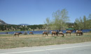 Elk grazing at Lake Estes by Clark Larsen.