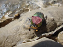 Rainbow Scarab at Keyhole Reservoir by Cindy Larom.