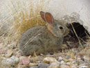 Rabbit living in concrete barrier on Pueblo Dam by Stan Core.