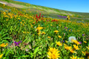 An array of wildflowers in the Bighorn Mountains in Wyoming by Chan Worley.