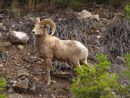 Bighorn sheep just leaving from a drink out the Sun River just upstream of the Sun River Diversion Dam by Joe Rohde.