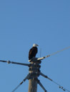 Bald Eagle looking for dinner from a WAPA power pole outside the Pierre Field Office. Photo by Theodore (Ted) L. Hall.
