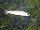 Brown Trout caught on a Rapala lure on the North Platte River below Pathfinder Dam. Photo by Harold Morrow.