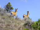 Two mule deer near Hellgate Campground at Canyon Ferry Reservoir. Photo by Taryn Preston.