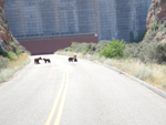Mama bear with her three cubs on power plant road, Yellowtail Dam and Power Plant in background. Photo by Andreas Yellowmule III.