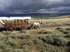 Historical Wagon on the Oregon Trail travelling across Casper Alcova Irrigation District Lands. Photo by Brad Cannon.