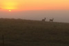 A foggy sunrise as two young bucks are feeding north of Snake Creek Pumping Plant. Photo by Martin Malachowski.
