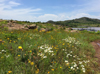A view of summer wildflowers at the Otter Creek Campground, located at Great Plains State Park at the Mountain Park Project. Photo by Jesse Rice.