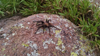 The pictured tarantula is a resident of King Mountain, part of the W.C. Austin Project in Oklahoma. This species reaches 4-5 inches in size and lives as long as 36 years. Photo by Ashley Dixson.