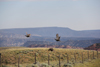 Sage Grouse flushing over Alcova Reservoir. Photo by Bily Bright.