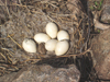 Goose Eggs -- This is an abandoned Canadian goose nest. Photo by Ken Lake.
